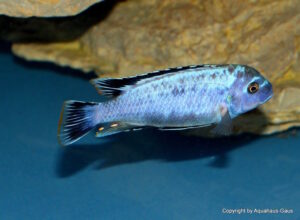 Metriaclima sp. 'msobo' Pombo Rocks